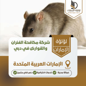 شركة مكافحة الفئران والقوارض في دبي شركة مكافحة الفئران والقوارض في دبي